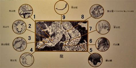 龍九辰|龍のかたちの特徴を示す三停九似説